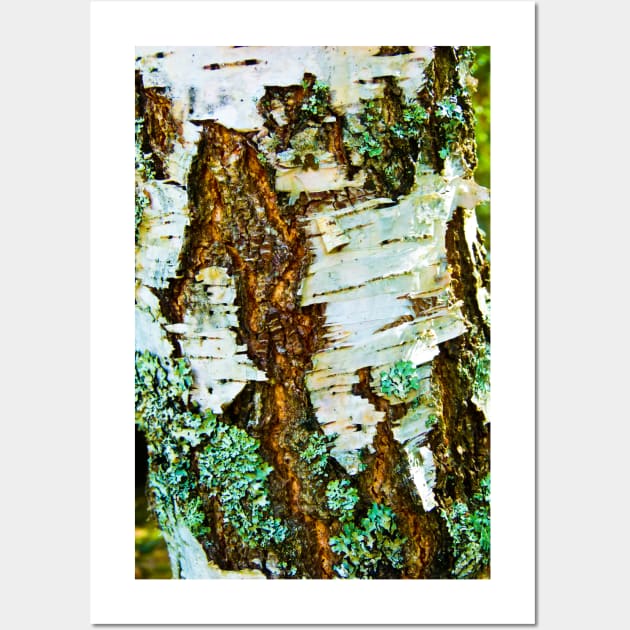 Peeling Birch Tree Bark Wall Art by JeanKellyPhoto